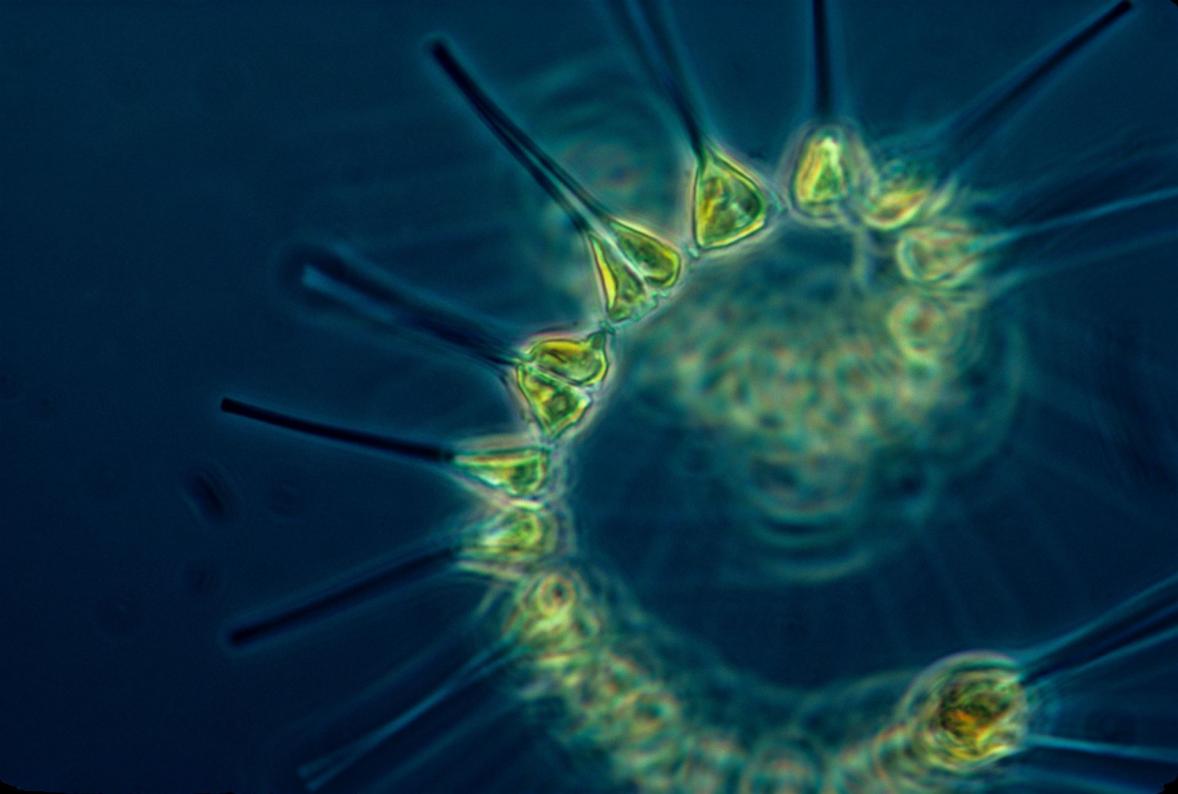 phytoplankton, plankton, lebender organismus, basis der nahrungskette, ozeane, nahrungskette im ozean, marin, meer, ocean, hd-hintergrund, nahaufnahme, makro, blauer und grüner hintergrund, hintergrund