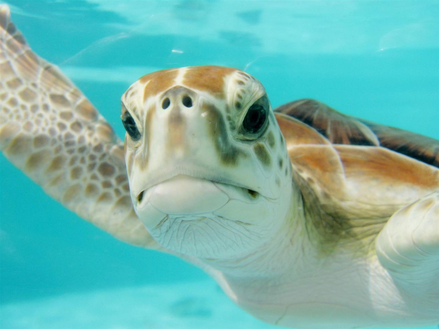 mexiko, schildkröte, schwimmen, unterwasser, natur, tier, meer, tierwelt, wasser, marine, leben, wild, bunt, licht, blau, frisch, niedlich, gesicht, porträt, natürlich, schildkröte, schildkröte, schildkröte, schildkröte, schildkröte