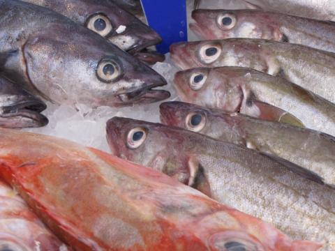 fische, hering, geräuchert, tier, frisch, lebensmittel, meeresfrüchte, makrele, marine, natur, vorspeise, restaurant, mahlzeit, roh, lachs, filet, diät, tropisch, forelle, fischerei, leben, sardinen, wasser, markt, hering, hering, hering, hering, her
