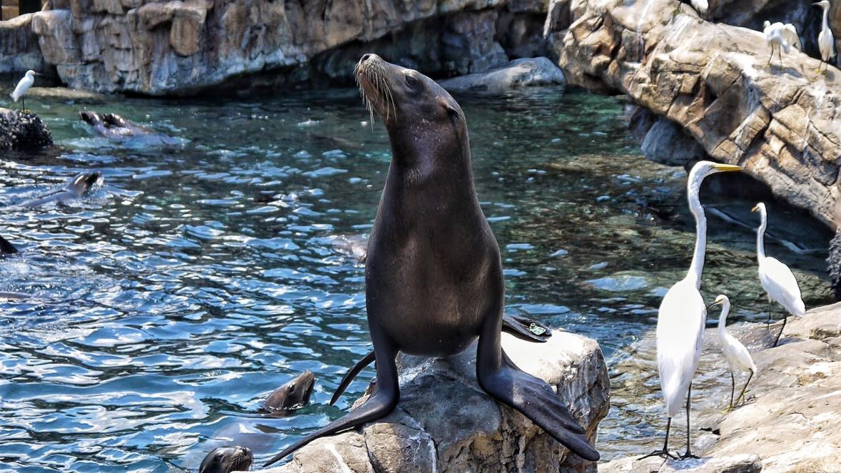 seelöwe, tier, natur, seaworld