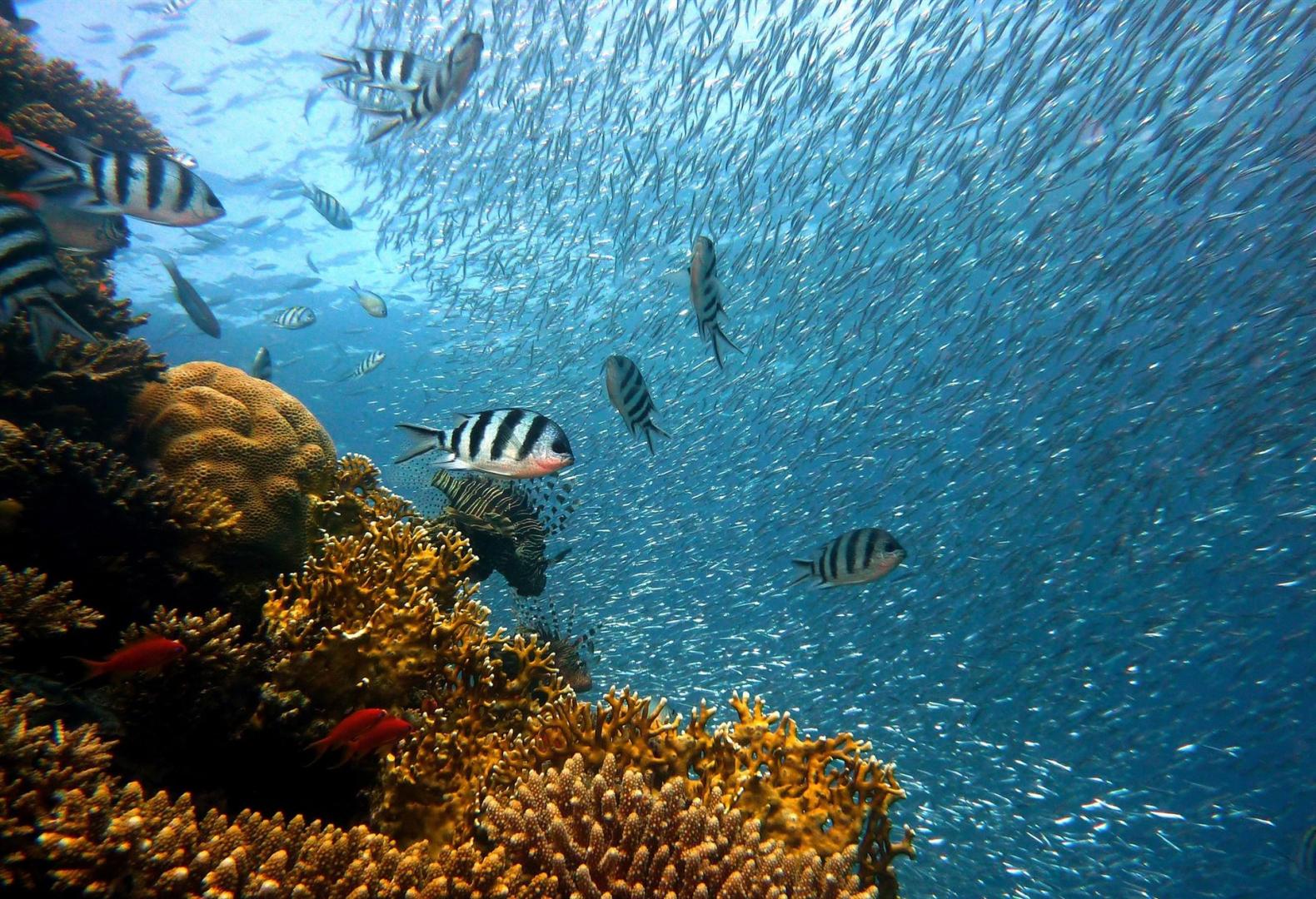 fische, unterwasser, korallen, meer, ozean, korallenriff, fischschwarm, schule, tauchen, natur, wasser, unterwasser-welt, riff, wasser kreaturen