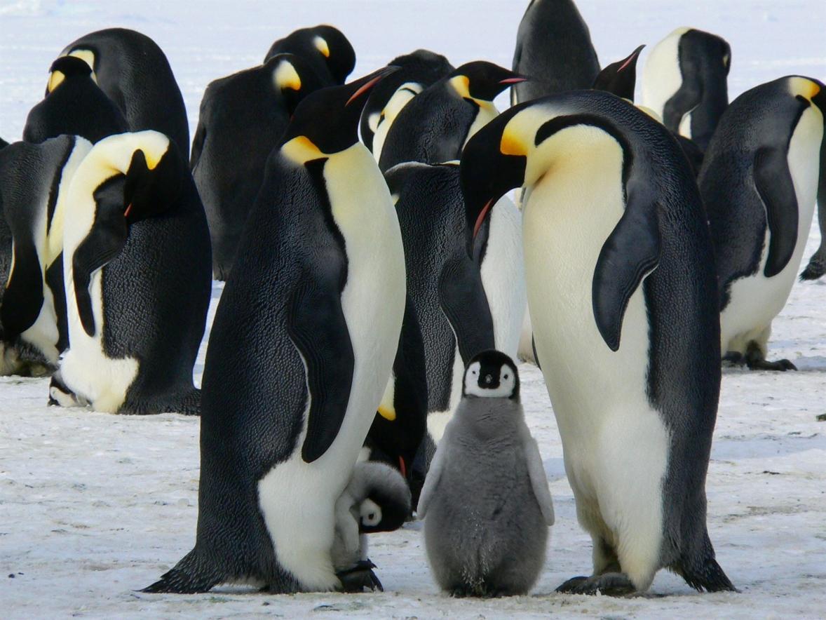 kaiserpinguine, baby-pinguin, vögel, schnee, pinguine, tiere, tierwelt, kalt, winter, fauna, wildnis, natur, antarktis, pinguine, pinguine, pinguine, pinguine, pinguine, tiere, winter, winter, winter, antarktis