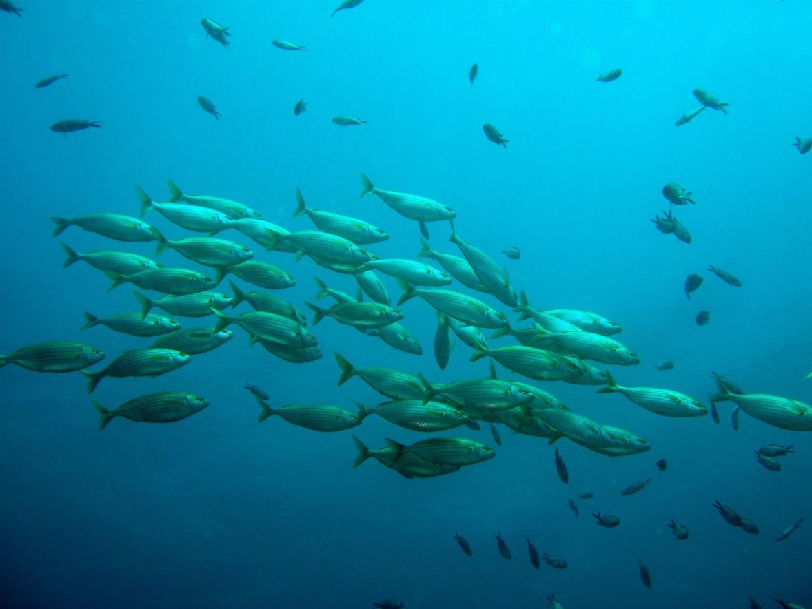 fischschwarm, fisch, natur, wasser, unter wasser, fischschwarm, fischschwarm, fischschwarm, fischschwarm, fischschwarm, unter wasser, unter wasser